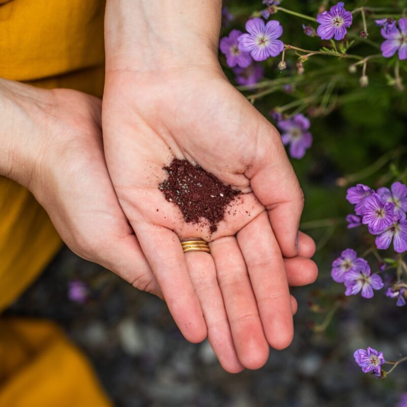 Roze superfoodpoeder in hand (productgebruik)