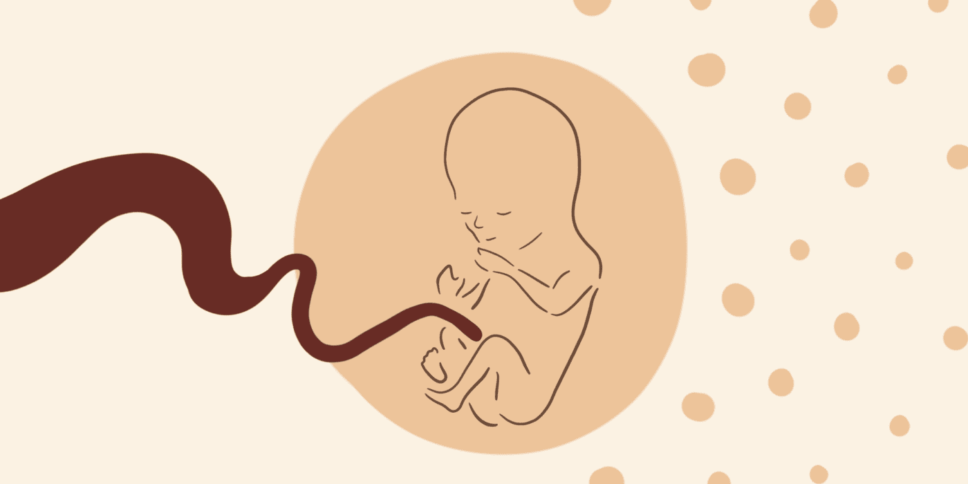 10 weken zwanger embryo