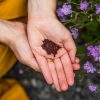 gevriesdroogde superfood poeder in hand