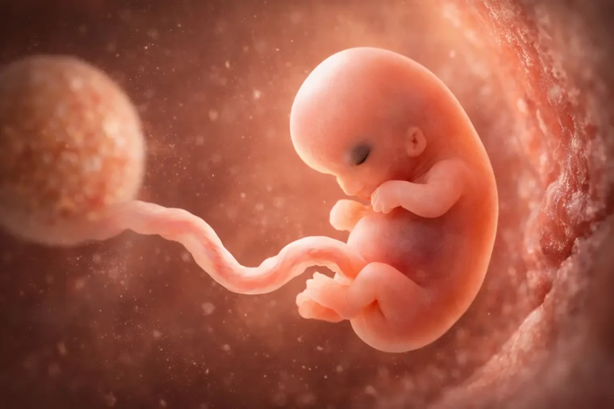 embryo illustratie